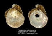 Pododesmus macroschisma